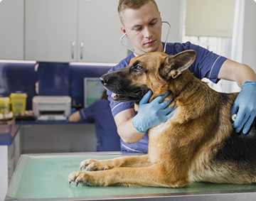 Alimentação saudável para pets
